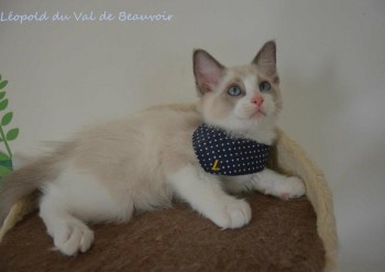 mâle blue bicolour - Chatterie Ragdolls du Val de Beauvoir